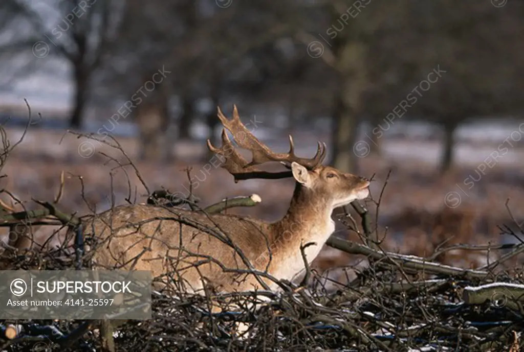 fallow deer dama dama stag feeding on cut branches in the snow. richmond park, london, uk.