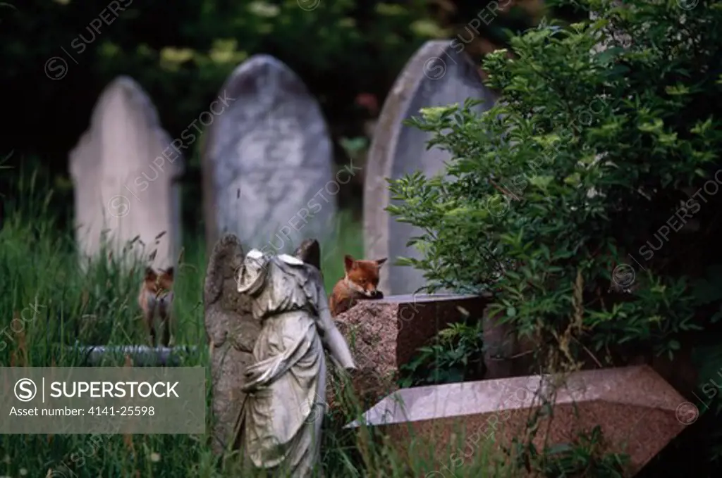 fox cubs vulpes vulpes two one month old cubs exploring cemetery near den. south london, uk.