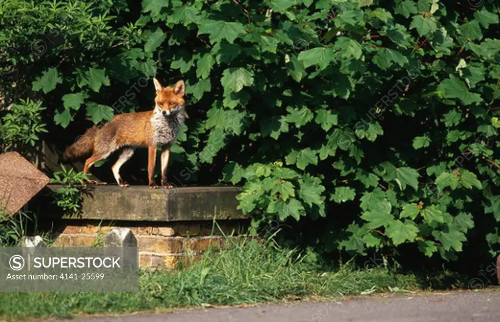 red fox vulpes vulpes adult exploring cemetery near den. south london, uk. 