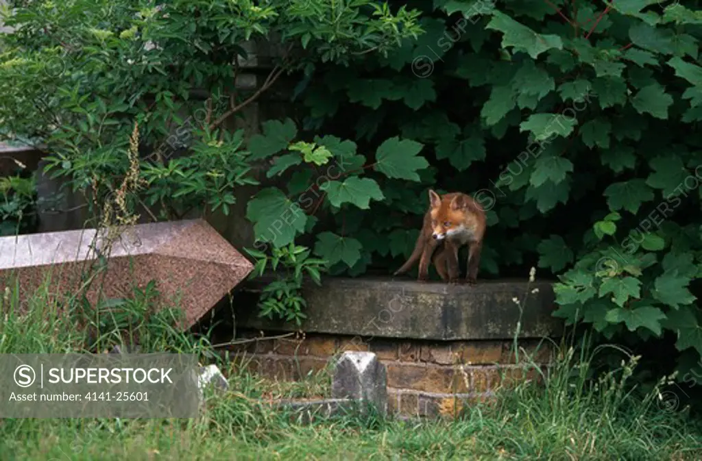 red fox vulpes vulpes cub exploring cemetery near den. south london, uk.
