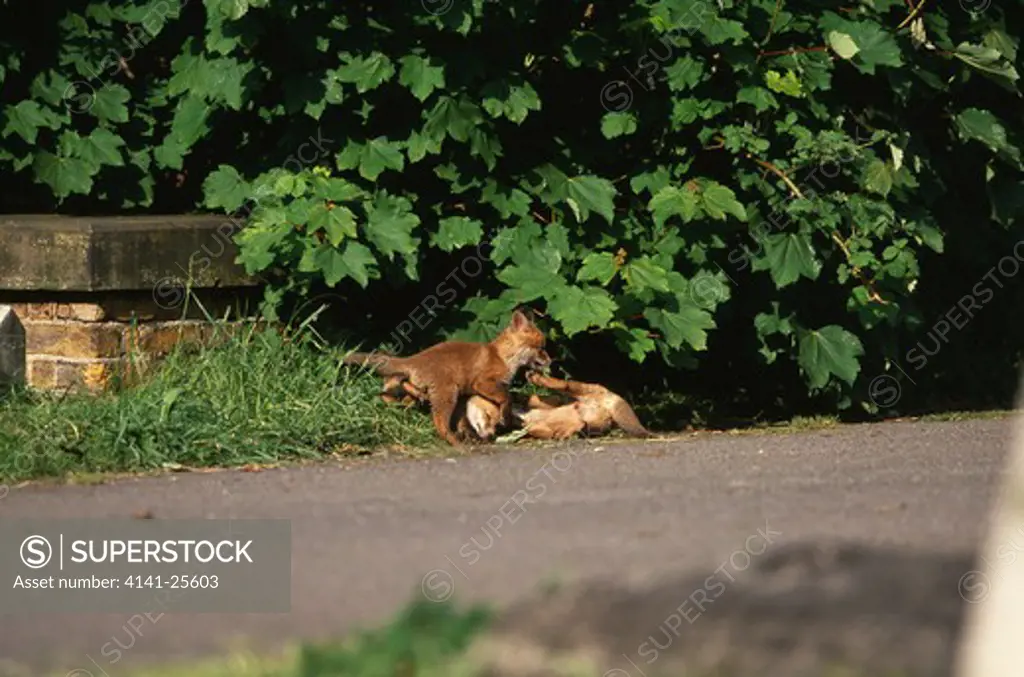 red fox vulpes vulpes three one month old cubs playing in cemetery near den. south london, uk.