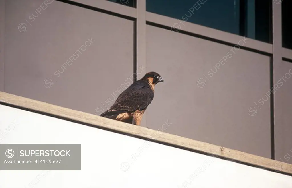 peregrine falcon falco peregrinus perched on building. first successfully fledged female in central london, uk.