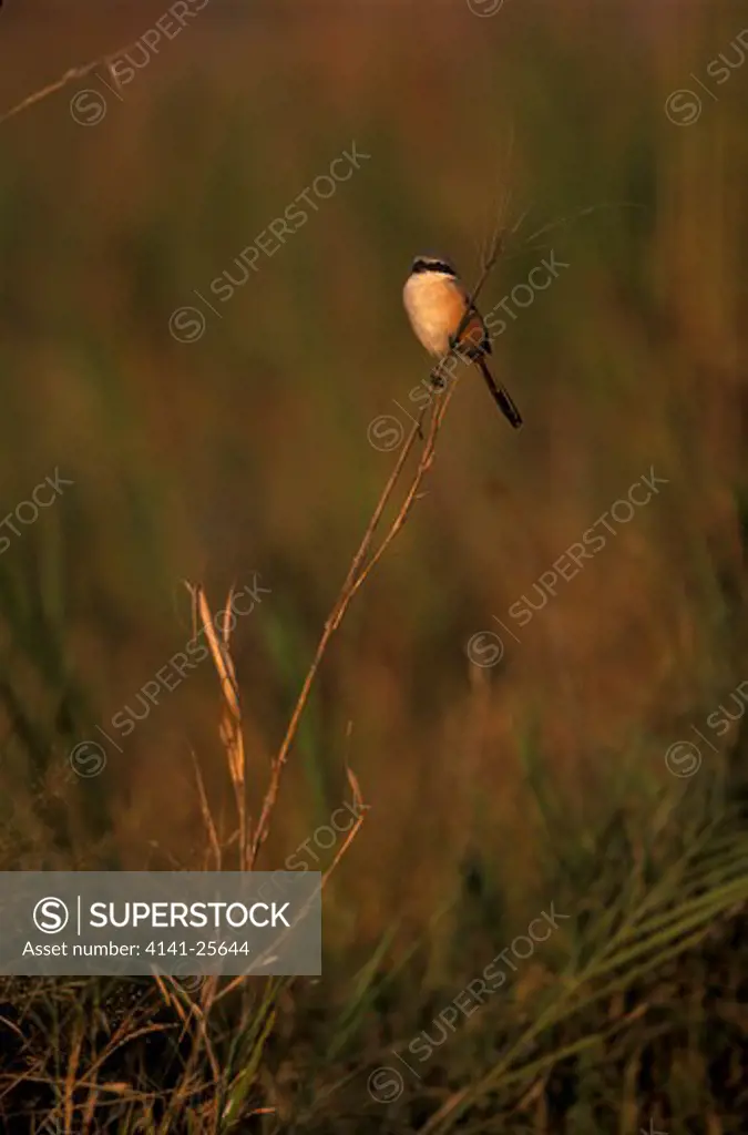 bay-backed shrike lanius vittatus perched on grass stem, chakhadara meadow, bandhavgarh, india. 