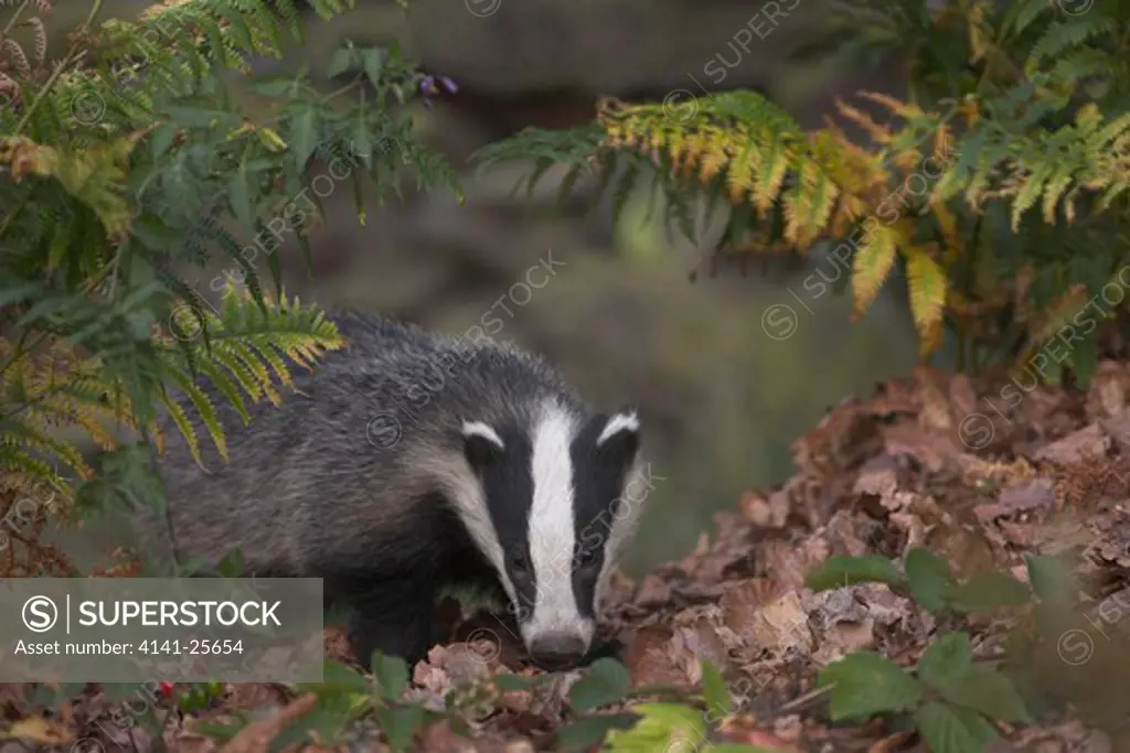 badger foraging in autumn woodland meles meles leicestershire, uk. 