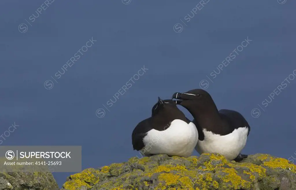razorbill pair preening each other alca torda treshnish isles, scotland. 