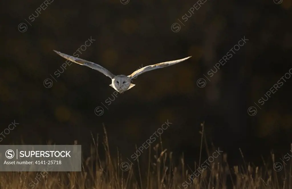 barn owl tyto alba hunting at dusk over rough grassland leicestershire.