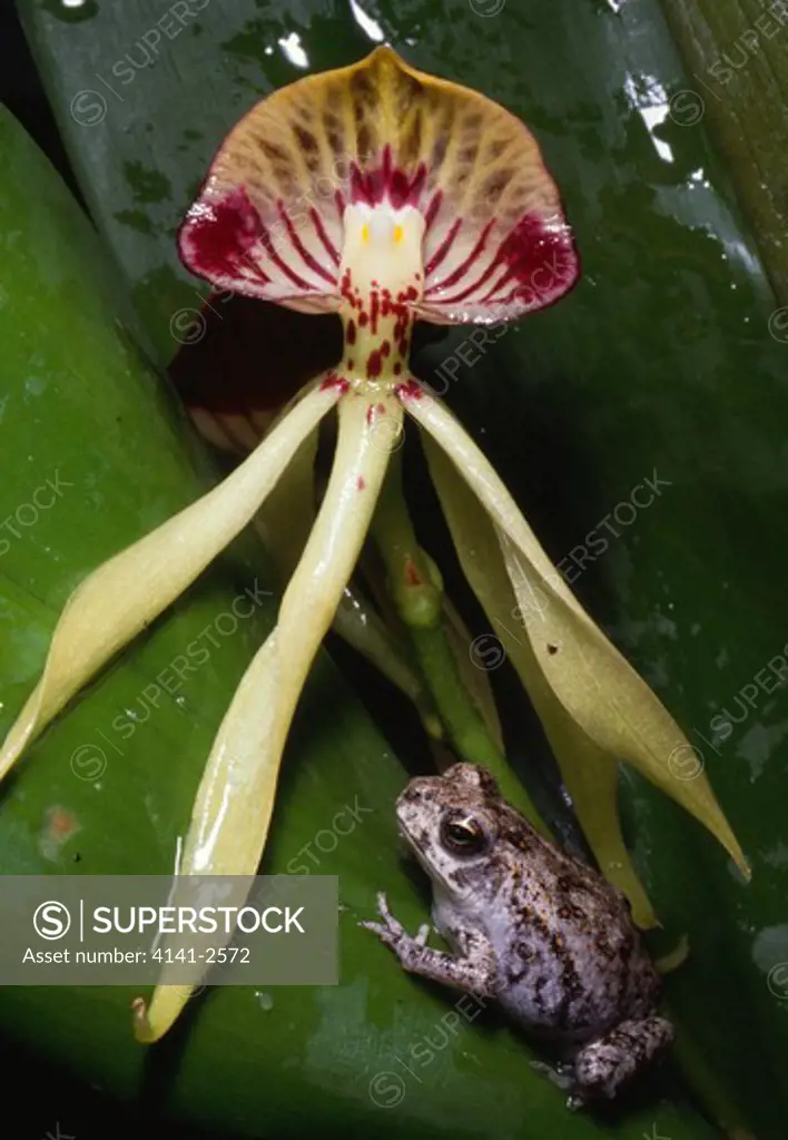 black orchid with small toad encyclia cochleata (toad species not known) national flower of belize