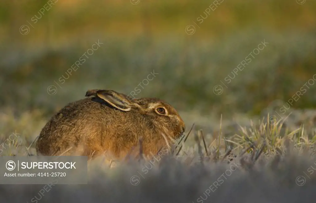 european brown hare lepus europaeus resting norfolk