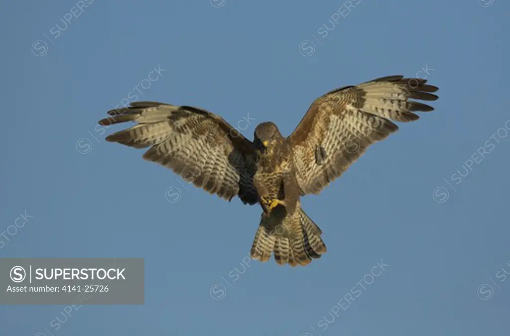 buzzard buteo buteo in flight gloucestershire.