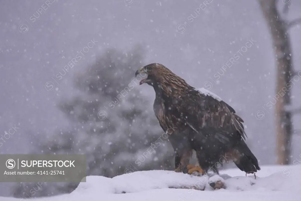 golden eagle aquila chrysaetos male calling at female whilst feeding at a roe deer carcass in winter norway
