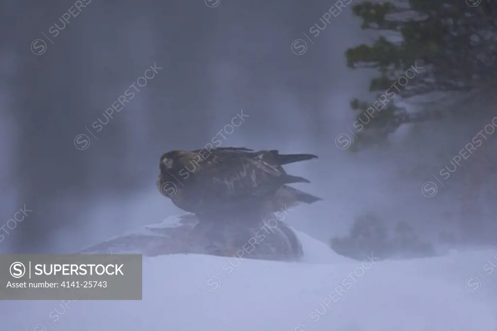 golden eagle aquila chrysaetos feeding at a roe deer carcass during snow storm norway