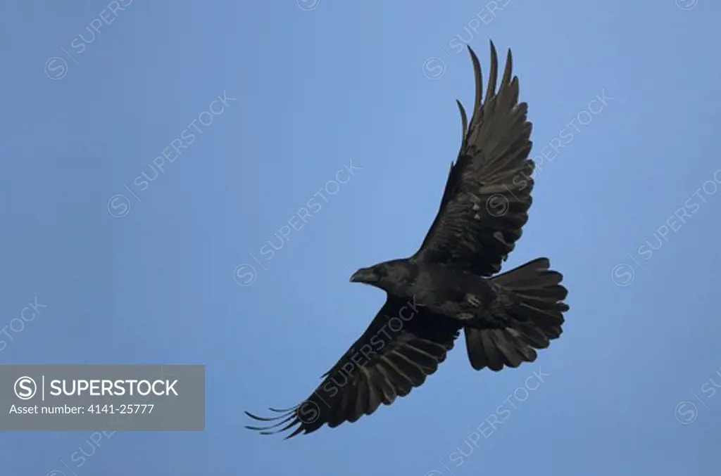 raven in flight corvus corax wales, uk