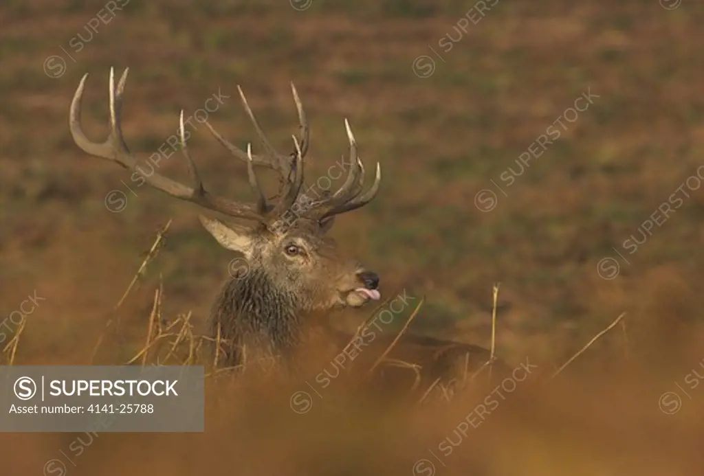red deer cervus elaphus tasting scent of females during the autumn rut leicestershire