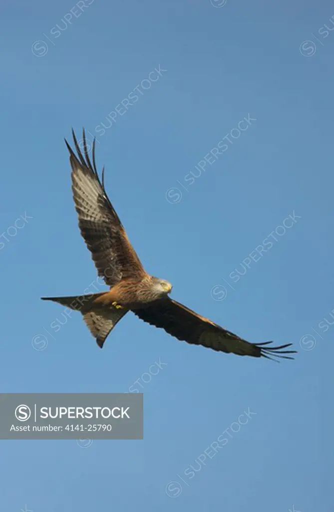 red kite in flight milvus milvus gigrin farm, wales