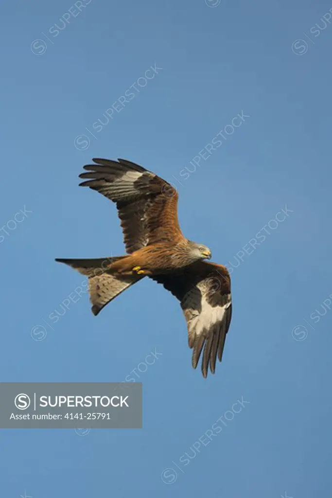red kite in flight milvus milvus gigrin farm, wales