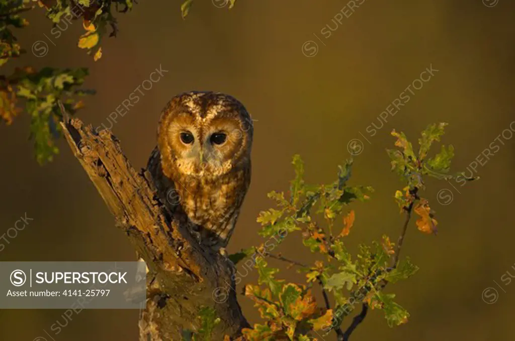 tawny owl strix aluco amongst oak leaves in late afternoon gloucestershire