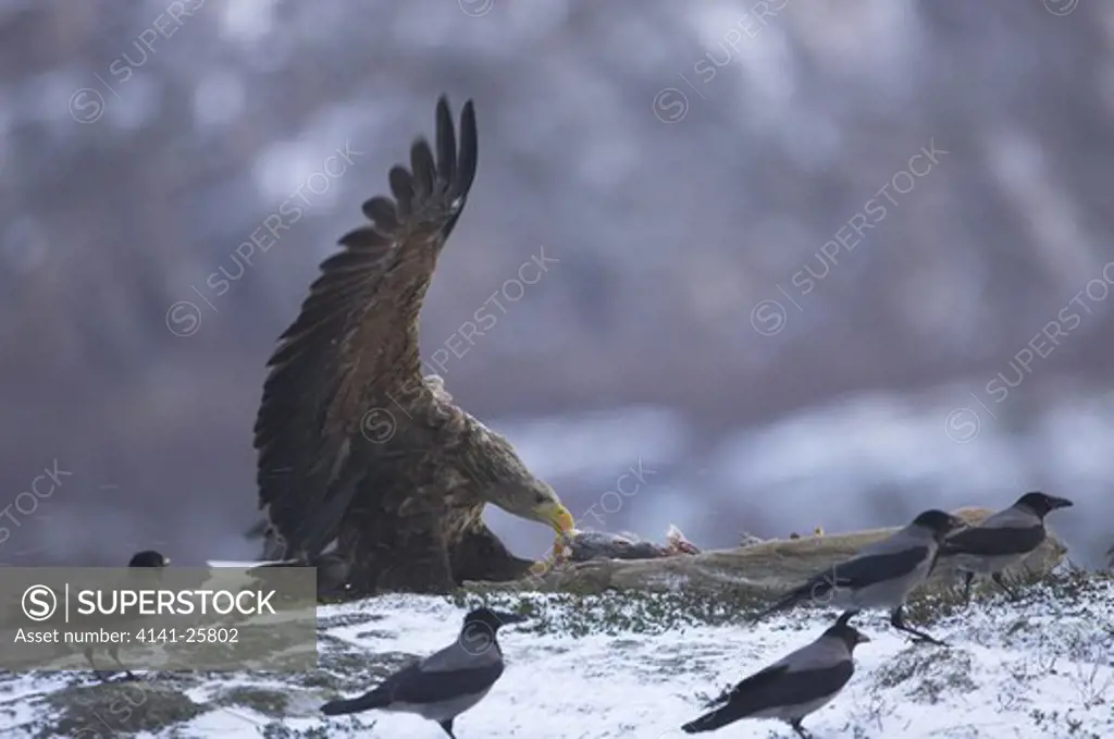 white-tailed sea eagle haliaeetus albicilla feeding on roe deer carcass surrounded by hooded crows in winter norway