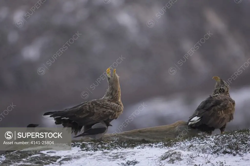 white-tailed sea eagle haliaeetus albicilla displaying to another adult in flight norway