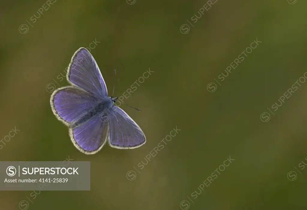 common blue butterfly polycommatus icarus basking leicestershire.