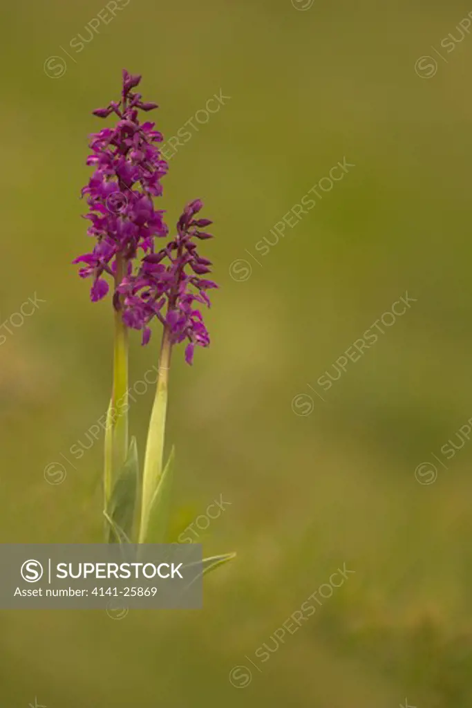 early purple orchids orchis mascula cressbrook dale, derbyshire.