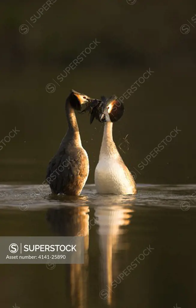 great crested grebe podiceps cristatus displaying the weed dance in late evening light leicestershire.