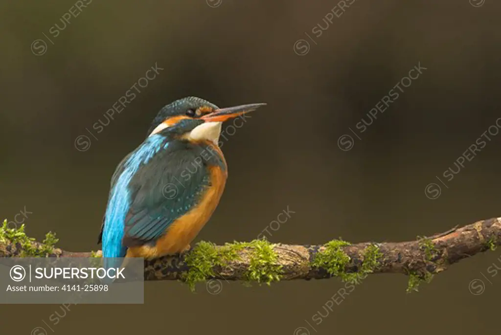 kingfisher alcedo atthis perched on a mossy branch leicestershire.
