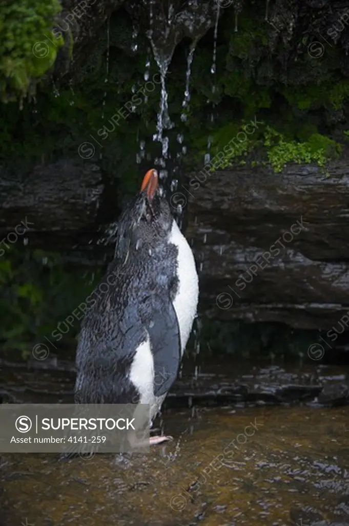 rockhopper penguin eudyptes chrysocome chrsocome having freshwater shower falkland islands