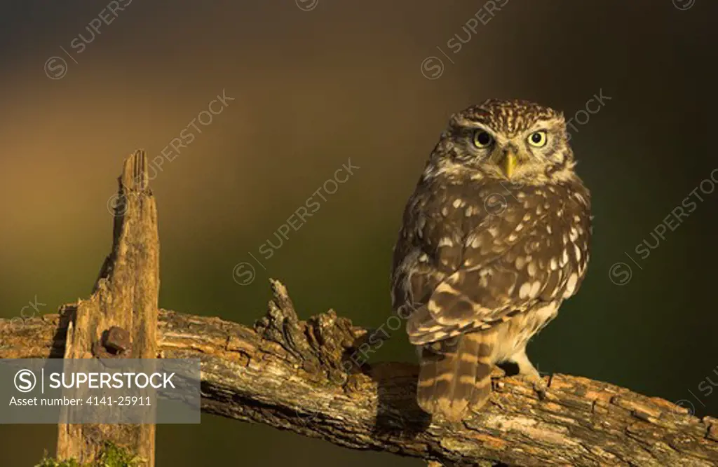 little owl athene noctua alert on a old fence post gloustershire.