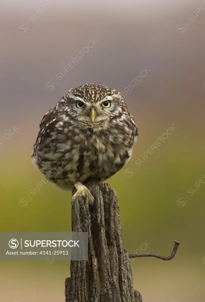 little owl athene noctua alert on a old fence post gloucestershire.