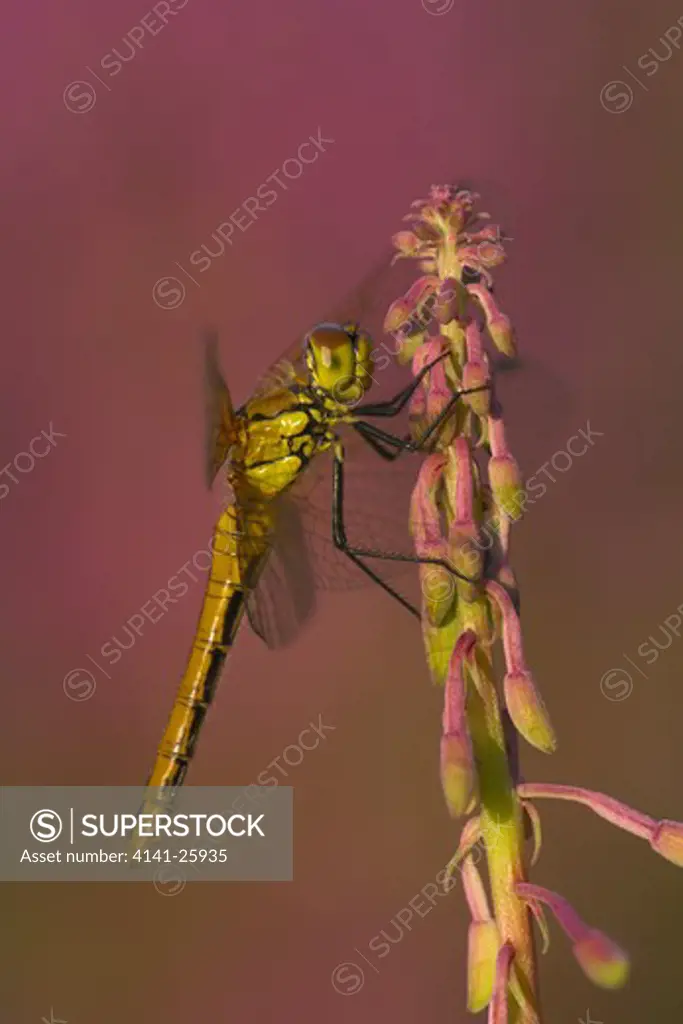 ruddy darter dragonfly sympetrum sanguineum female resting on rosebay willowherb leicestershire.