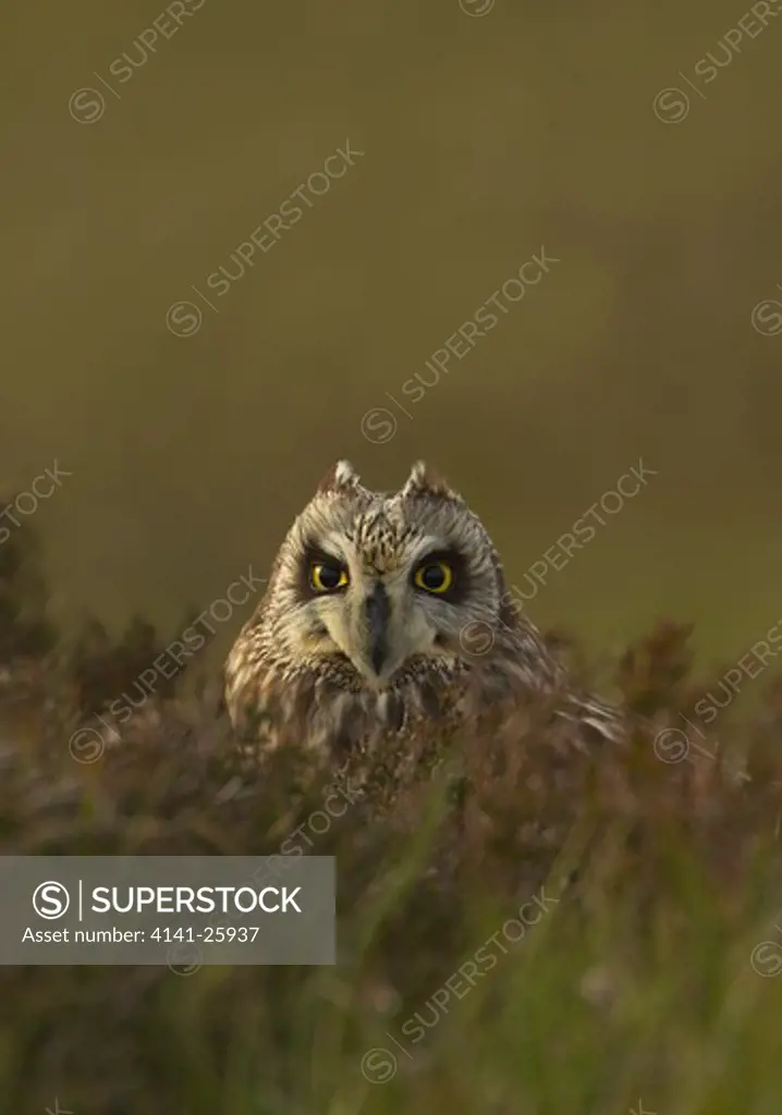 short-eared owl asio flammeus resting on the ground amongst heather north uist, outer hebrides, scotland.