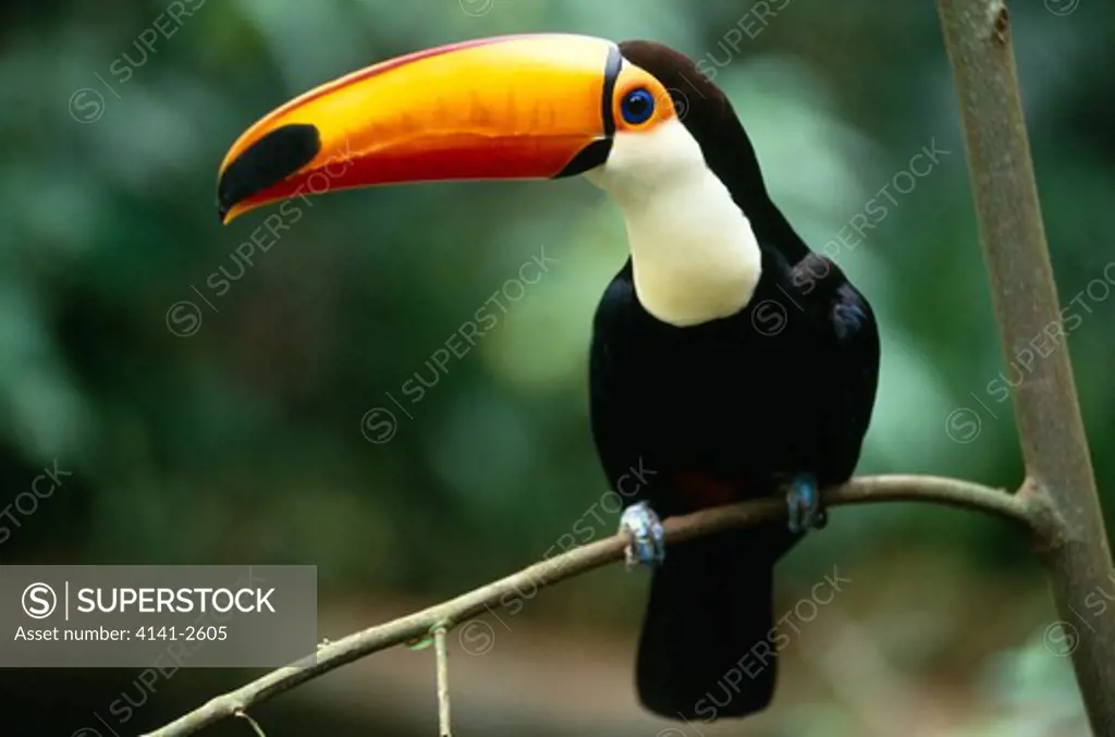 toco toucan ramphastos toco iguazu falls national park, brazil