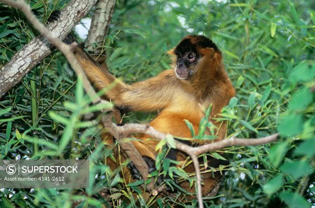 central american spider monkey ateles geoffroyi panamensis in tree. panama. endangered.
