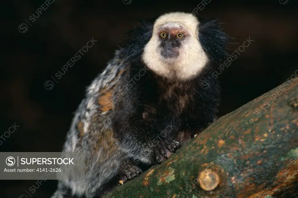 geoffroy's marmoset on branch callithrix geoffroyi espirito santo, southern brazil. 