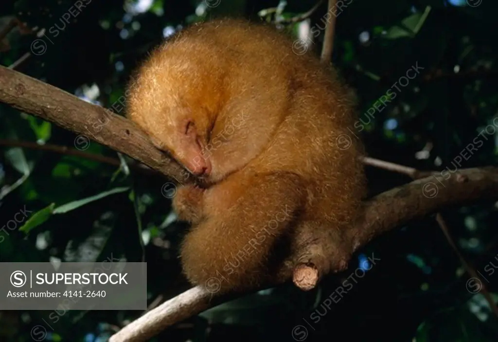 two-toed or silky anteater cyclopes didactylus sleeping on branch of tree caroni swamp, trinidad, west indies