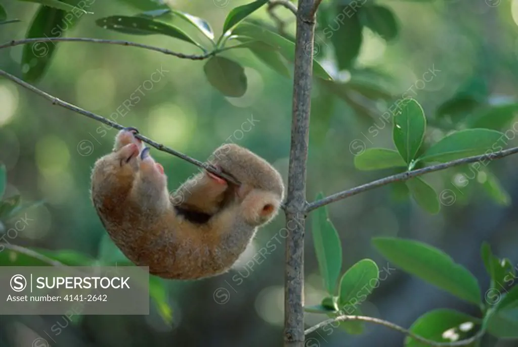 two-toed or silky anteater cyclopes didactylus sleeping, suspended on branch caroni swamp, trinidad, west indies