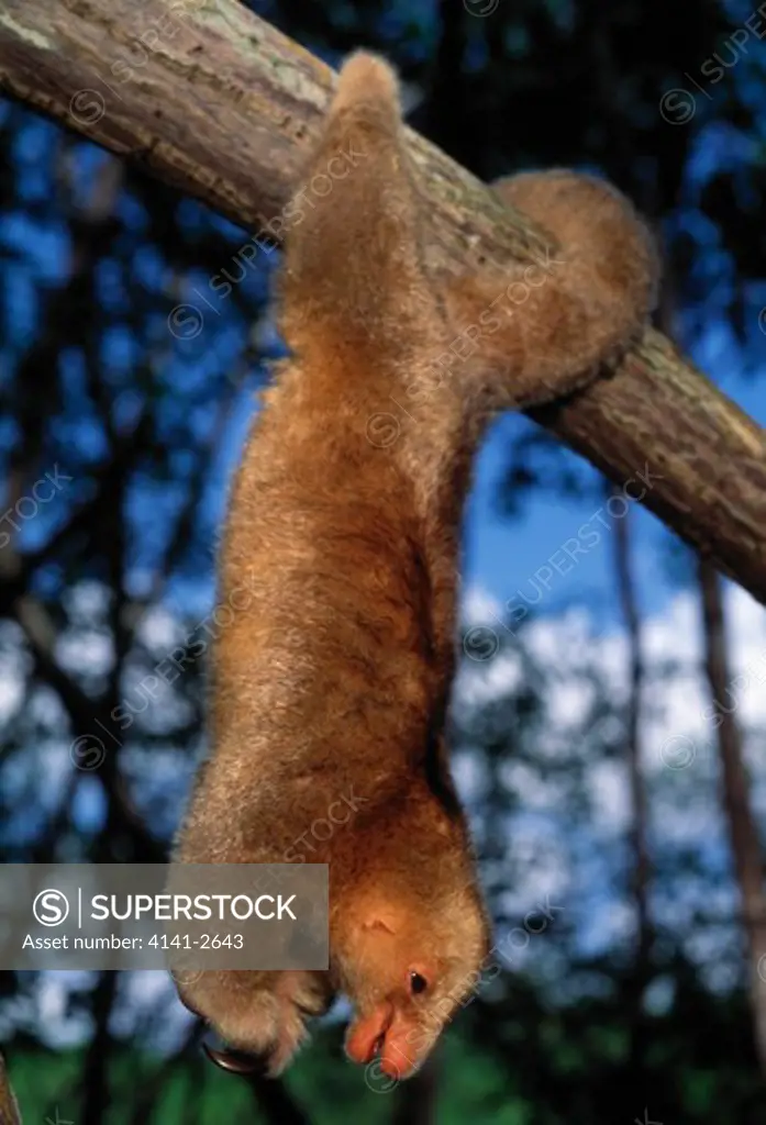 two-toed or pygmy anteater cyclopes didactylus hanging from branch, caroni swamp, trinidad, west indies.