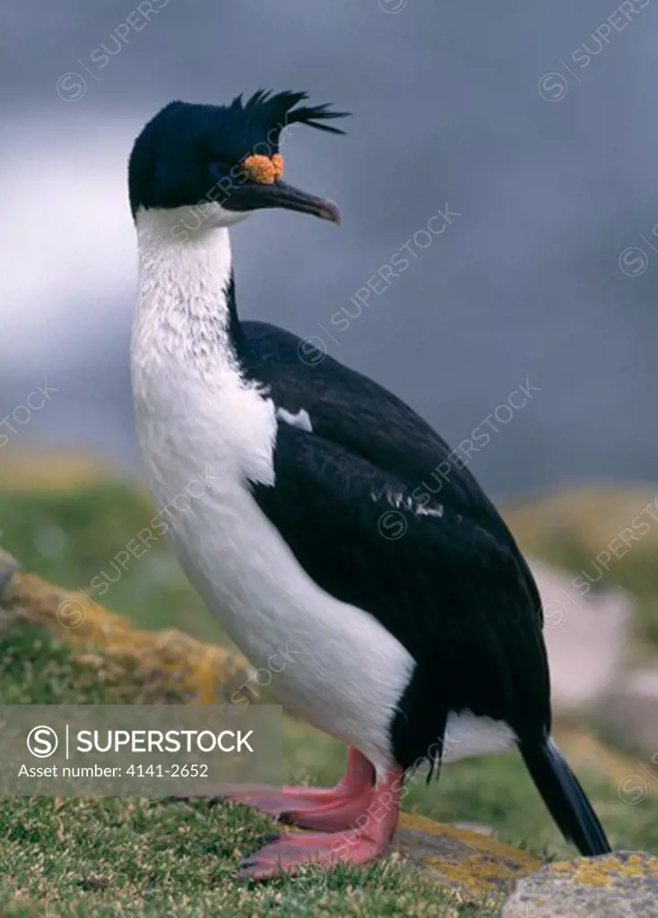 blue-eyed cormorant phalacrocorax atriceps falkland islands, south atlantic.