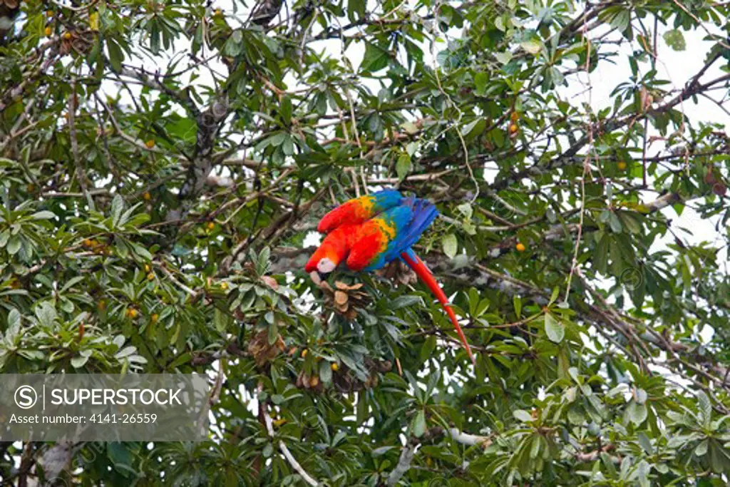 scarlet macaw feeds on fruids and nuts in canopy ara macao sub-tropical amazonian species from south america 