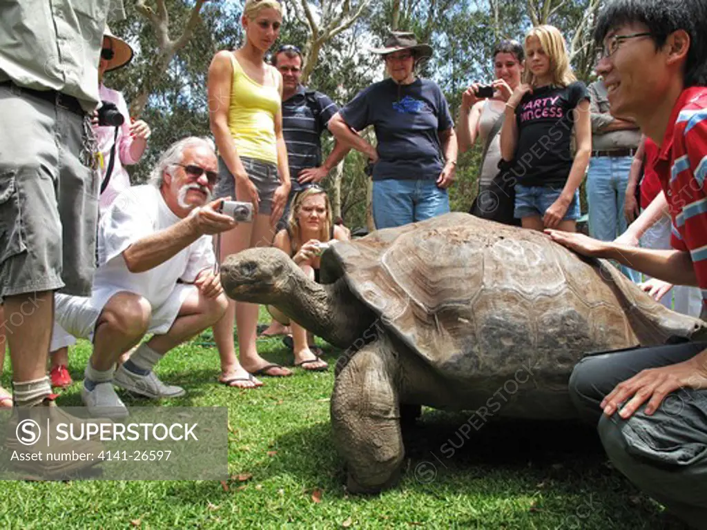 galapagos tortoise geochelone nigra captive specimen in australian zoo 