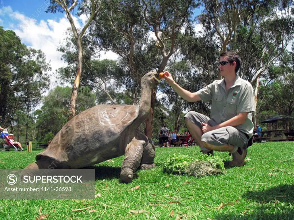 galapagos tortoise geochelone nigra captive specimen in australian zoo 