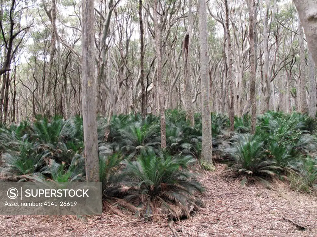 spotted gum forest (eucalyptus maculata) and burrawang cycad (macrozamia communis) murramarang national park nsw south coast australia 