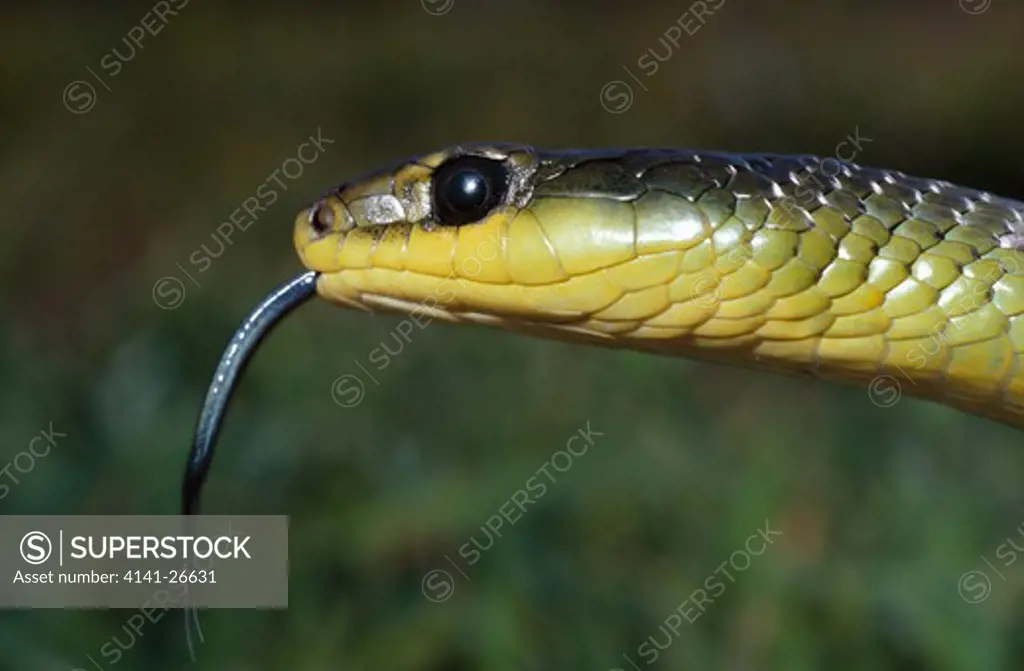 green tree snake using tongue dendrelaphis punctulatus to test for scents australia 