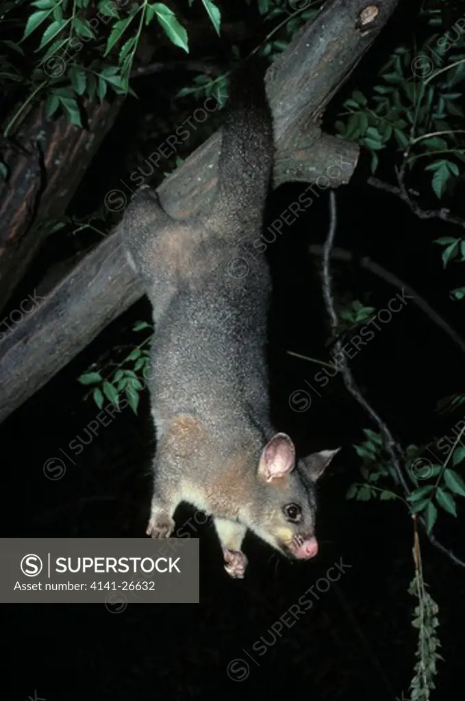 common brushtail possum trichosurus vulpecula hanging by hind legs and prehensile tail. australia. 