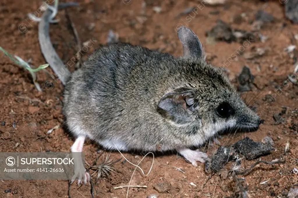 common dunnart sminthopsis murina carnivorous marsupial mouse 