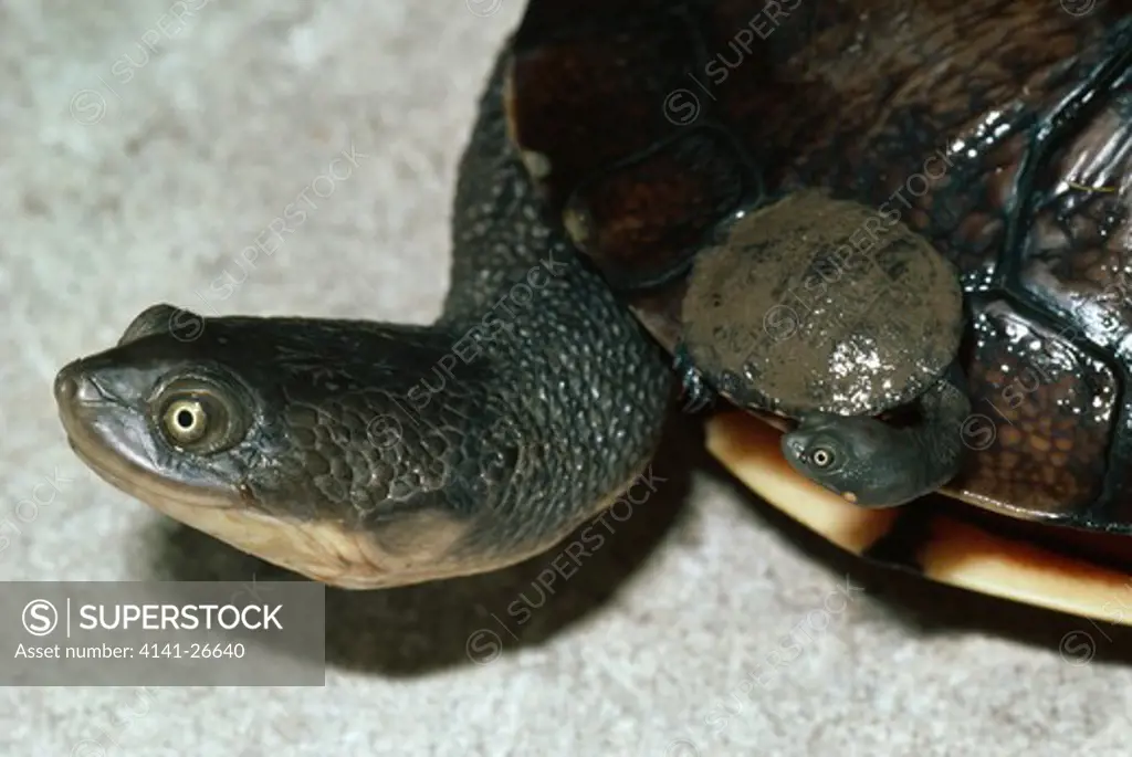 snake-necked turtle chelodina longicollis with young australia 