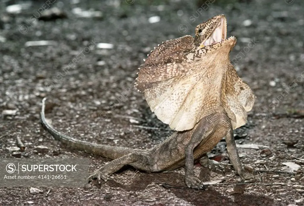 frilled lizard chlamydosaurus kingii with frill inflated used to deter predators & for cooling