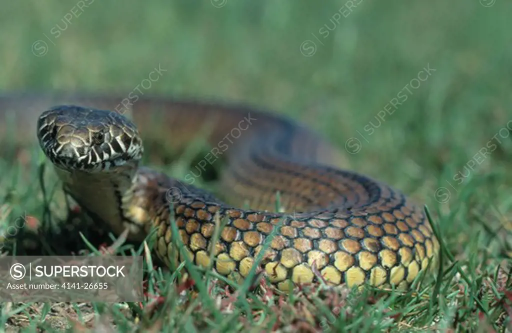 australian copperhead snake austrelaps superbus on grass