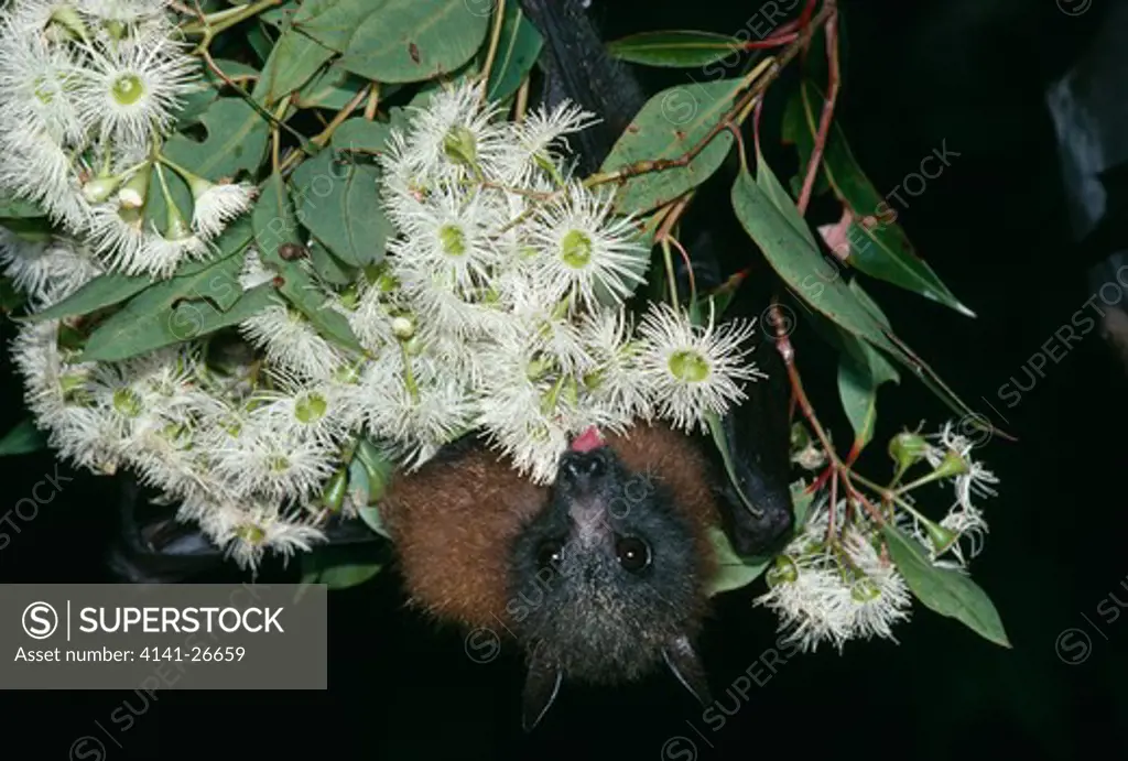 grey-headed flying fox pteropus poliocephalus feeding on eucalyptus flowers, eastern australia