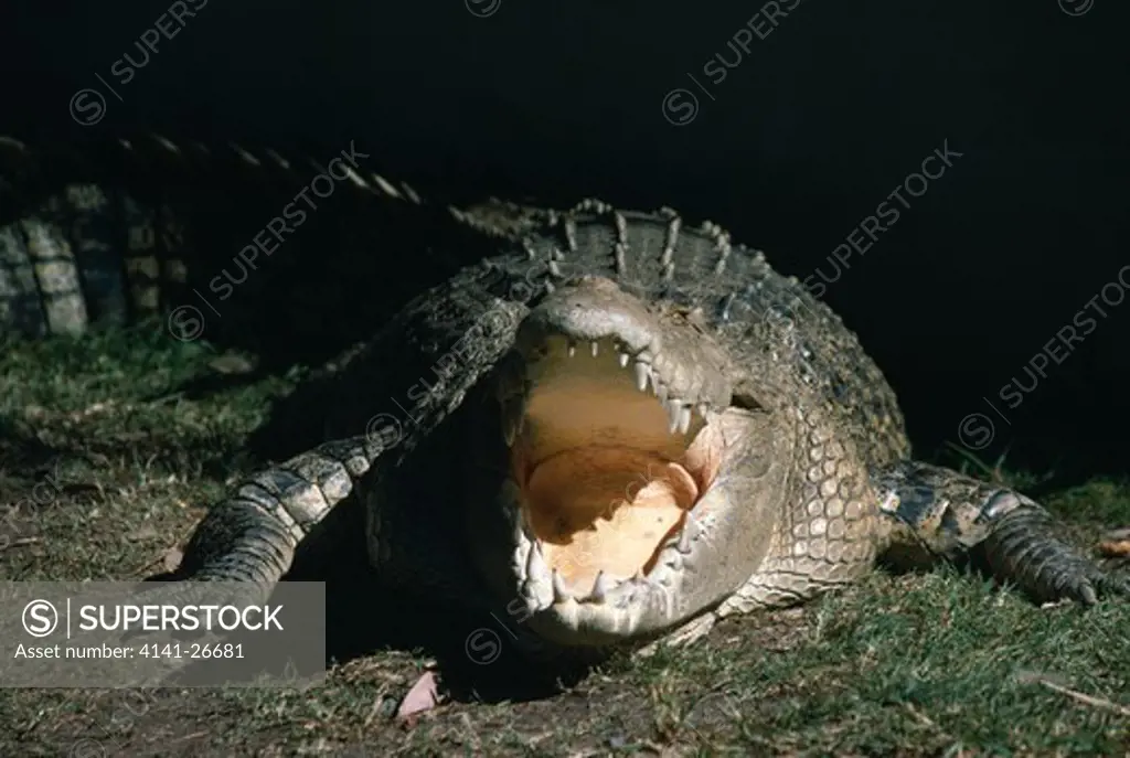 estuarine or saltwater crocodile crocodylus porosus basking with mouth open to cool off northern australia 